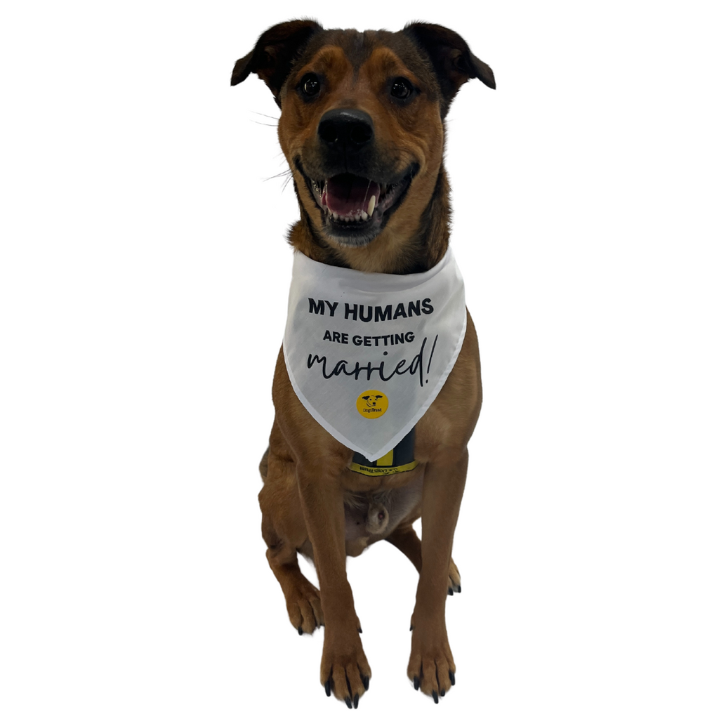 Wedding Dog Bandanas with Adorable Designs